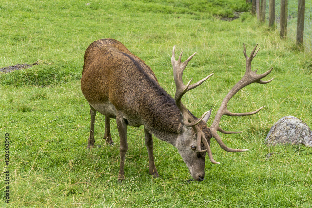 Naklejka premium Rothirsch beim Äsen auf einer saftigen Wiese