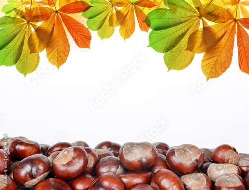 Chestnut with autumn leaves on a white background