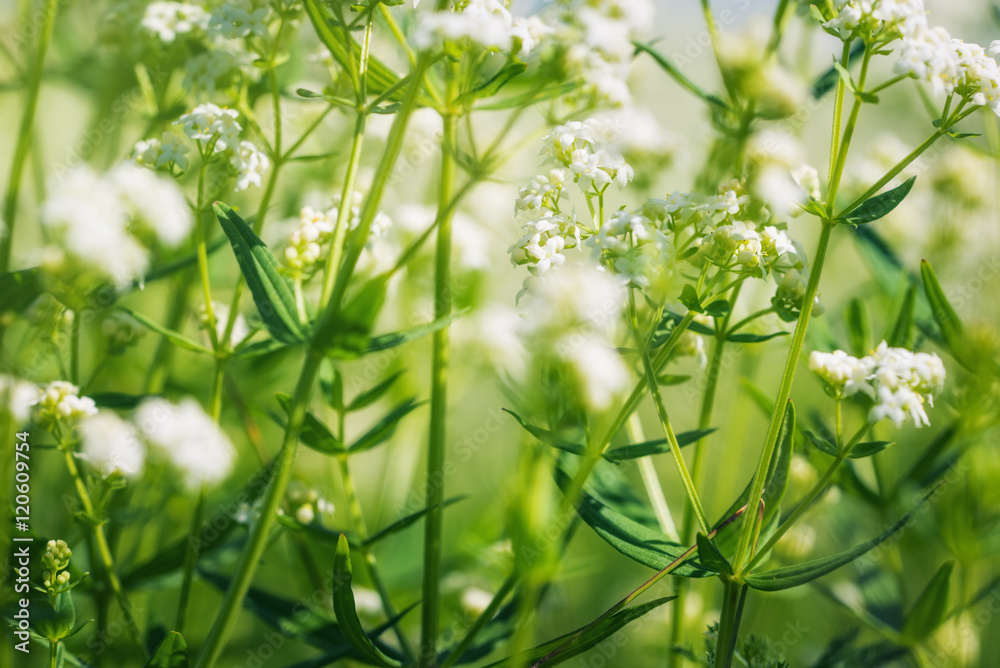 Beautiful background with wild flowers in sunny day Beautiful background with wild flowers in sunny day
