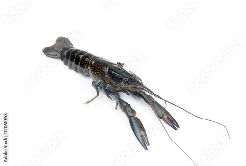 Lobster small size isolated on a white background