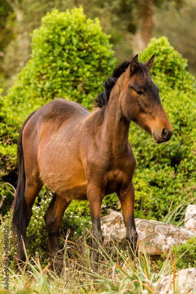 Obraz premium Cavallini selvaggi della Giara di Gesturi, Sardegna, Italia
