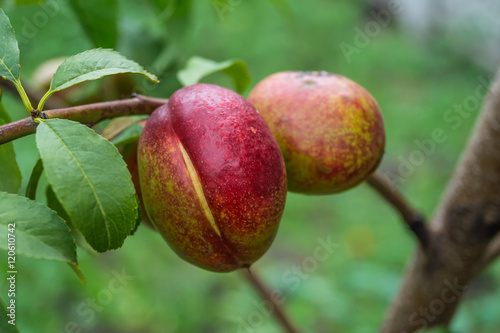 peach growing on a tree