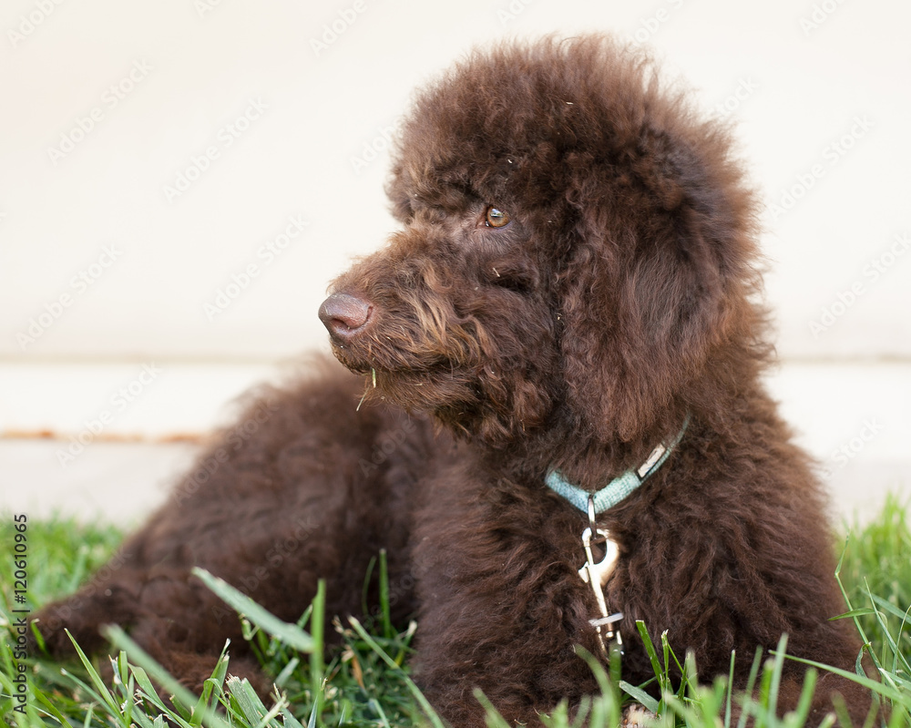 Profile of Chocolate labradoodle puppy dog laying down in front of a blank beige stucco wall chewing on a blade of grass. Labradoodles are a cross between a poodle and a labrador retriever. Profile of Chocolate labradoodle puppy dog laying down in front of a blank beige stucco wall chewing on a blade of grass. Labradoodles are a cross between a poodle and a labrador retriever.