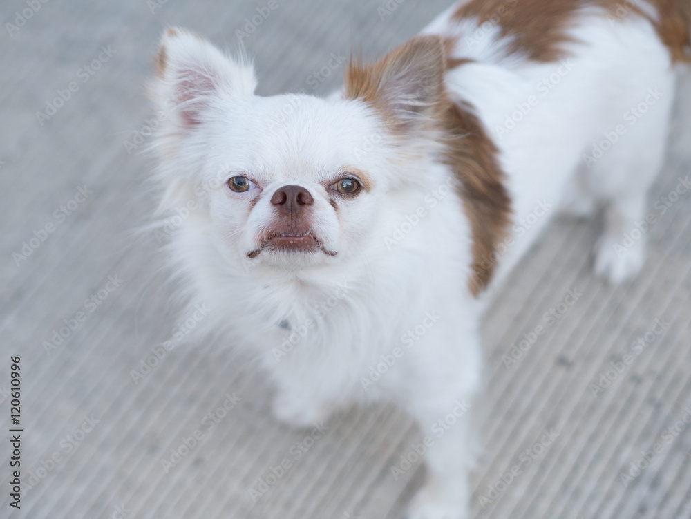 Small white brown friendly dog stand alone on street. Small white brown friendly dog stand alone on street.