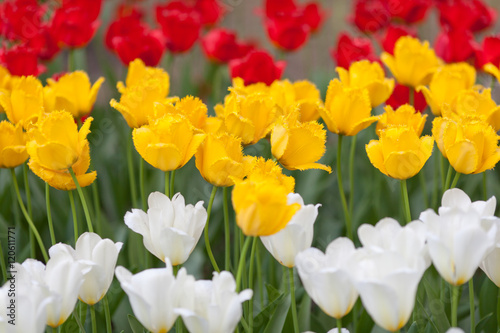 Meadow of red  yellow and white tulips 