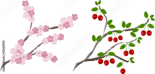 Wallpaper Mural Painting blooming cherry branch and branch with fruits, vector illustration  Torontodigital.ca