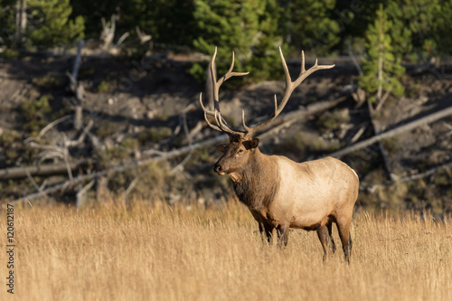 Bull Elk in Rut