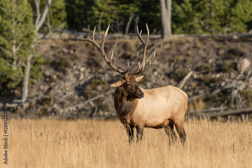 Bull Elk in Rut Bull Elk in Rut