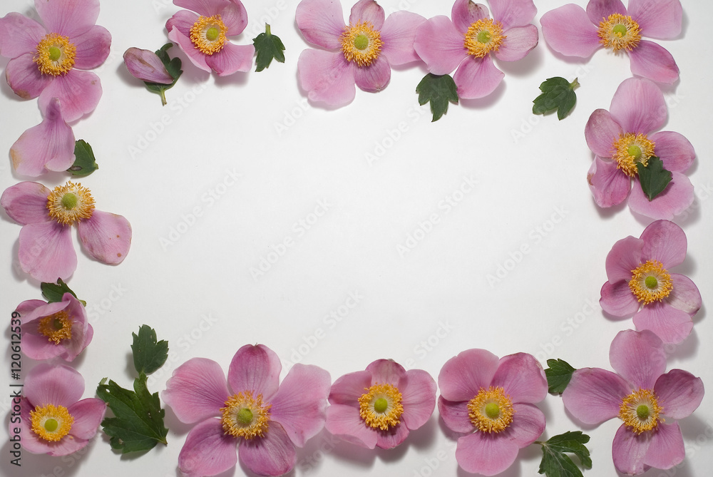 Plant (Anemone) on a light background. 