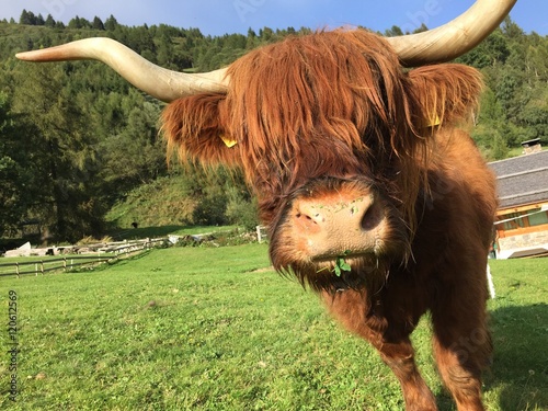 mucca pelo lungo toro vacca erba erbivoro mammifero  photo