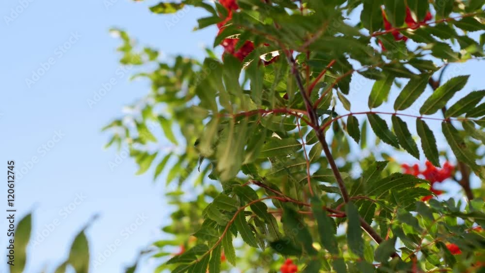 Rowan berries, Mountain ash tree with ripe berry Rowan berries, Mountain ash tree with ripe berry