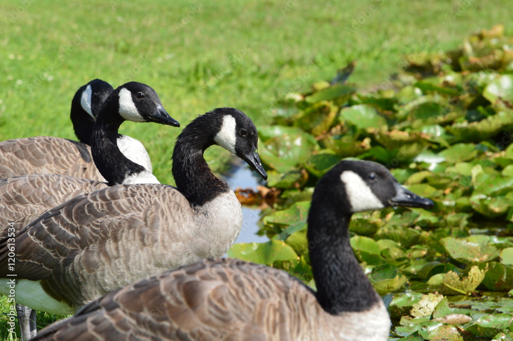 Obraz premium bernache