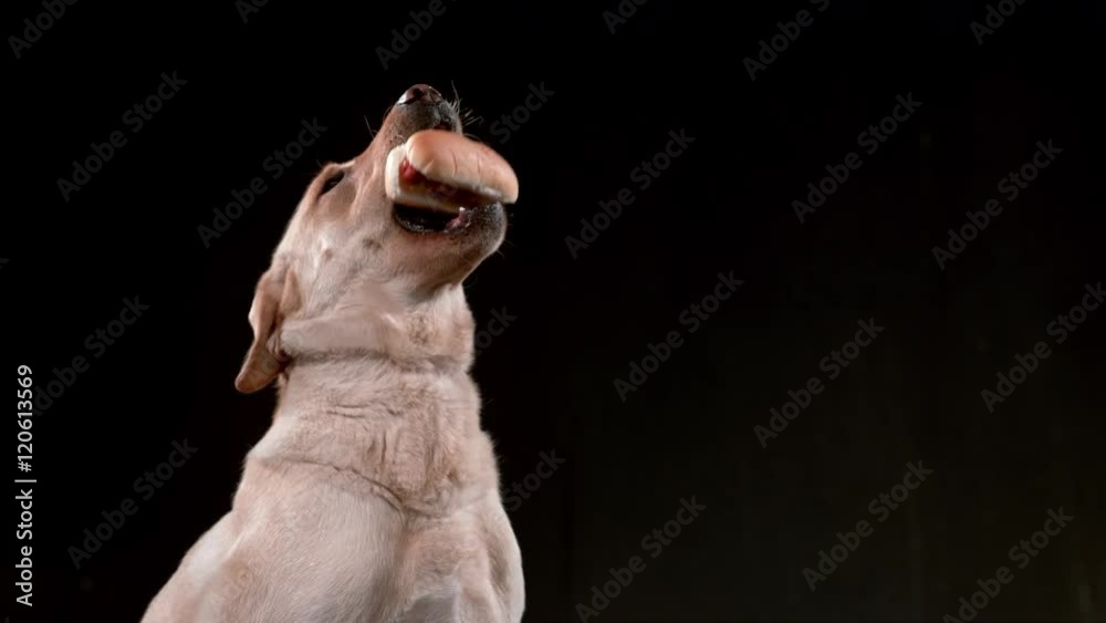 Dog catching hotdog in slow motion Dog catching hotdog in slow motion
