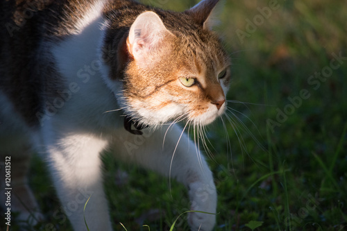 Le chat