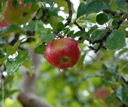 Apples on tree.