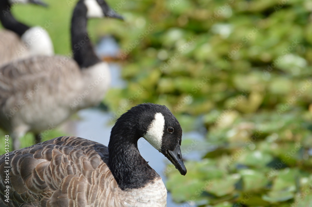 Obraz premium bernache