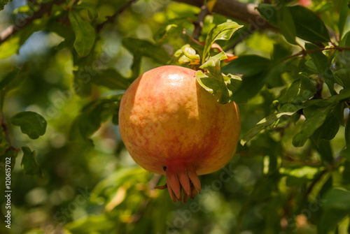 Ripe Colorful Pomegranate Fruit on Tree Branch. The Foliage on t
