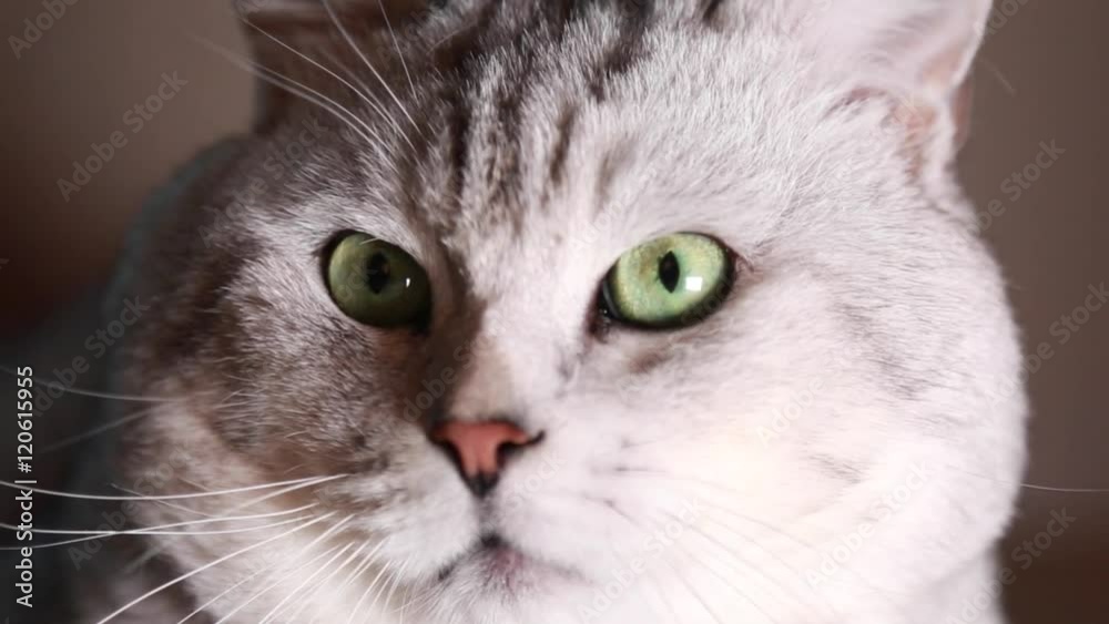 Close up beautiful gracious cat turning muzzle