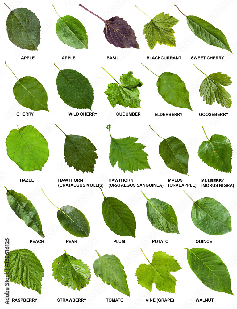 Wunschmotiv: set of green leaves of trees and shrubs with names #120616125