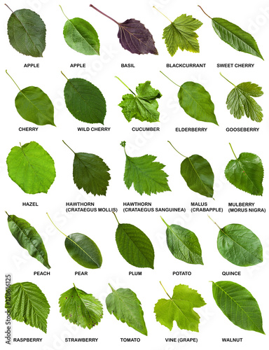 set of green leaves of trees and shrubs with names