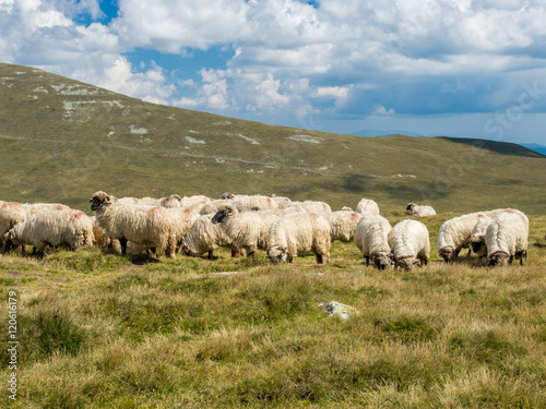flock of sheep grazing on an alpine pasture in the summer