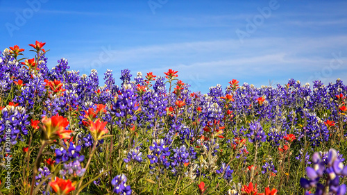 Field of Texas Spring Wildflowers - bluebonnets and indian paint
