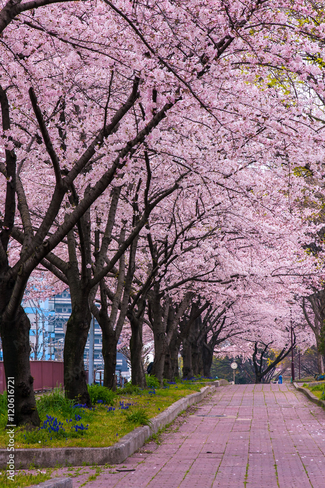 Cherry Blossom