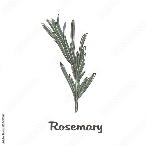 Rosemary sketch style. Vector illustration for your design. 