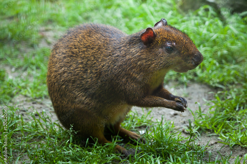 Central American agouti (Dasyprocta punctata) Central American agouti (Dasyprocta punctata)