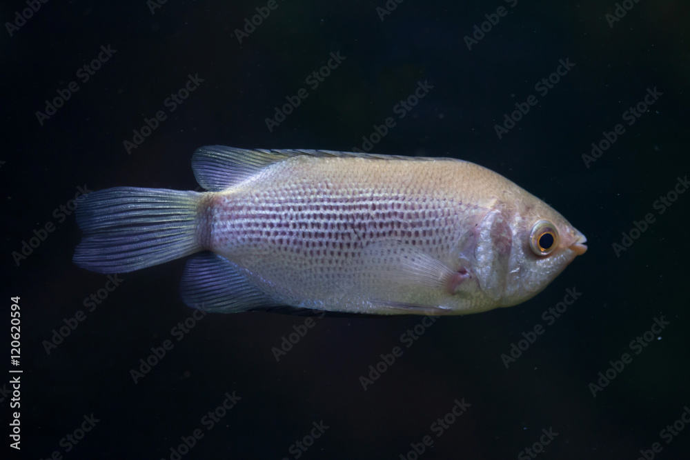 Kissing gourami (Helostoma temminckii), also known as the kissin Kissing gourami (Helostoma temminckii), also known as the kissin