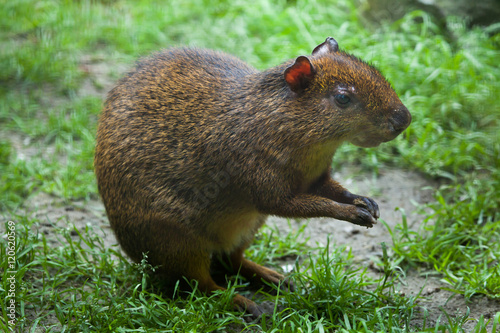 Central American agouti (Dasyprocta punctata) photo