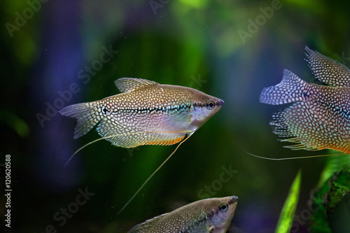 Pearl gourami (Trichopodus leerii) photo