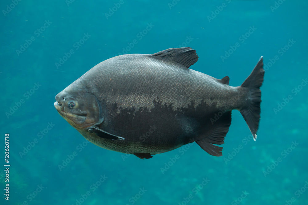 Tambaqui (Colossoma macropomum).
