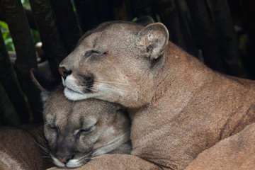 Crédence de cuisine Puma Puma chilien dans la nature sauvage  © Vladimir Wrangel