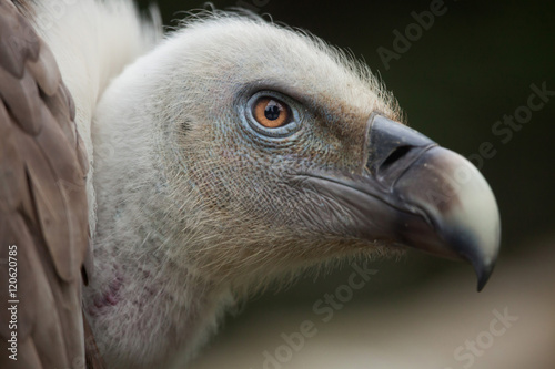 Griffon vulture  Gyps fulvus .