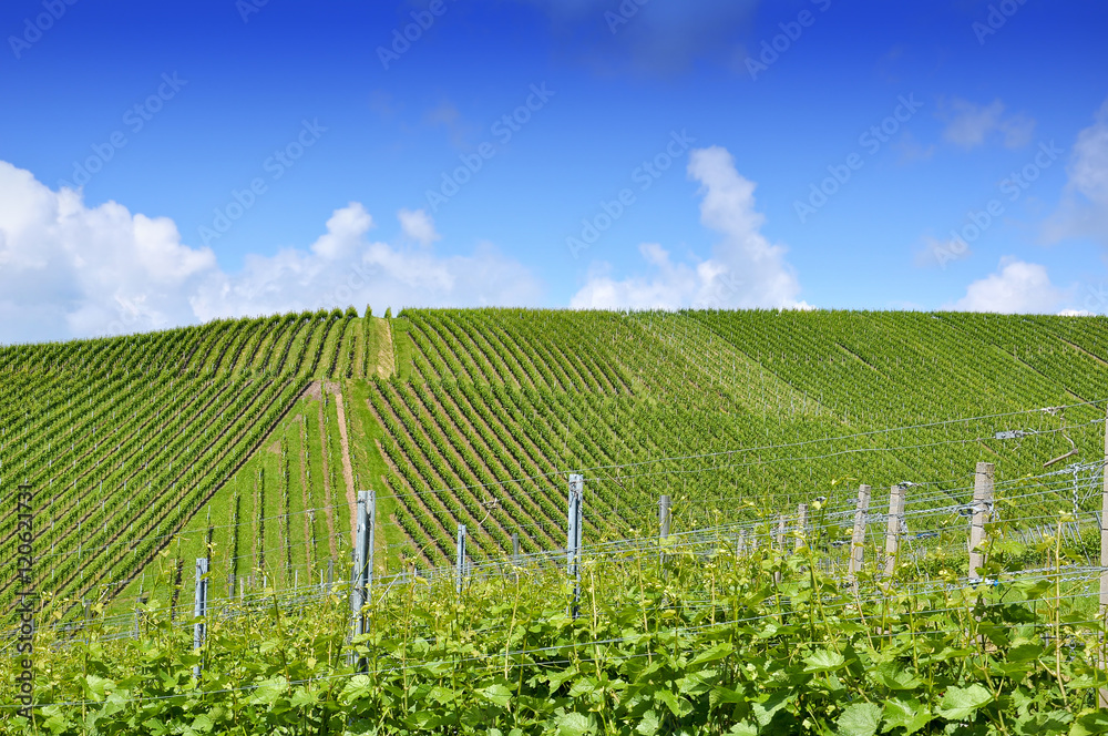 Beautiful green vineyard landscape in summer