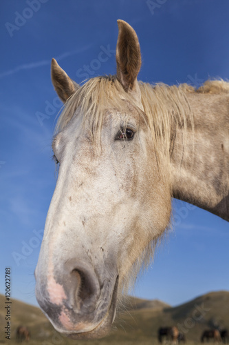 Funny white horse close up portrait. Blue sky background © nnerto