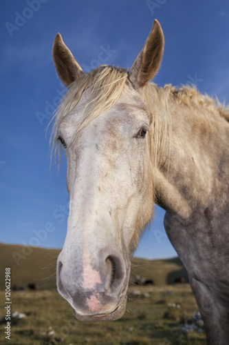 Funny white horse close up portrait. Blue sky background © nnerto