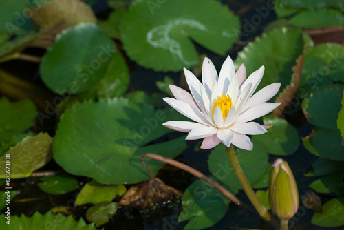 White tropical  Waterlily in the water