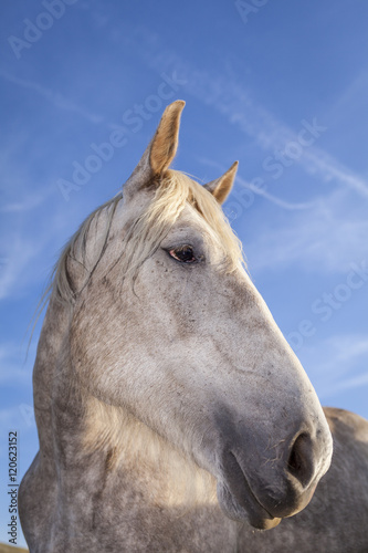 Funny white horse close up portrait. Blue sky background