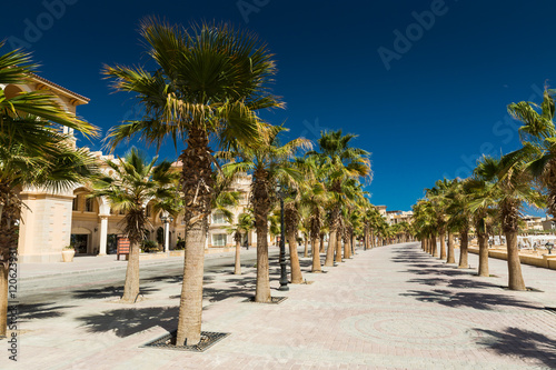 Alley with palm trees