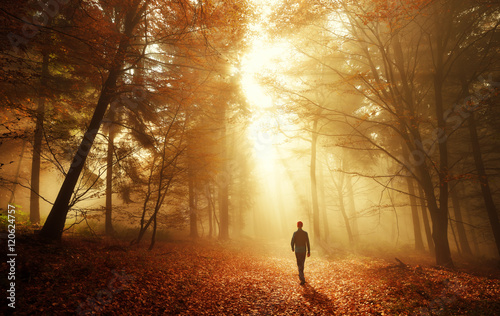 Spaziergang im Wald bei atemberaubender Lichtstimmung im Nebel © Smileus