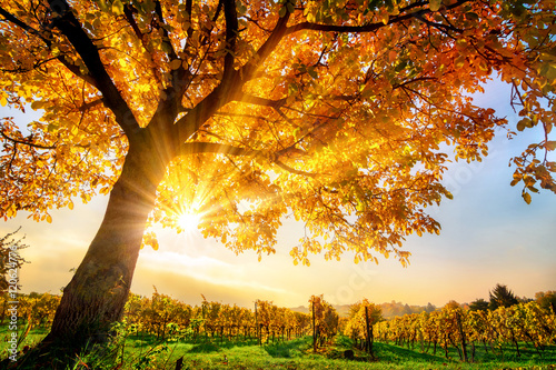 Schöner Baum auf Weingarten im Herbst, mit Sonne und blauem Himmel 