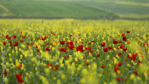 Slika na platnu Poppies among yellow flowers