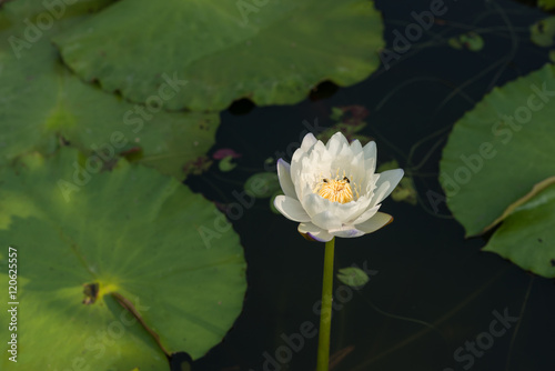 White tropical  waterlily in the water