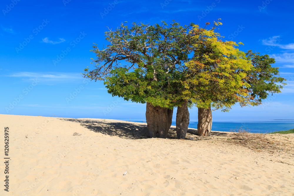 Baobab trees in an African landscape with the sea in the backgro