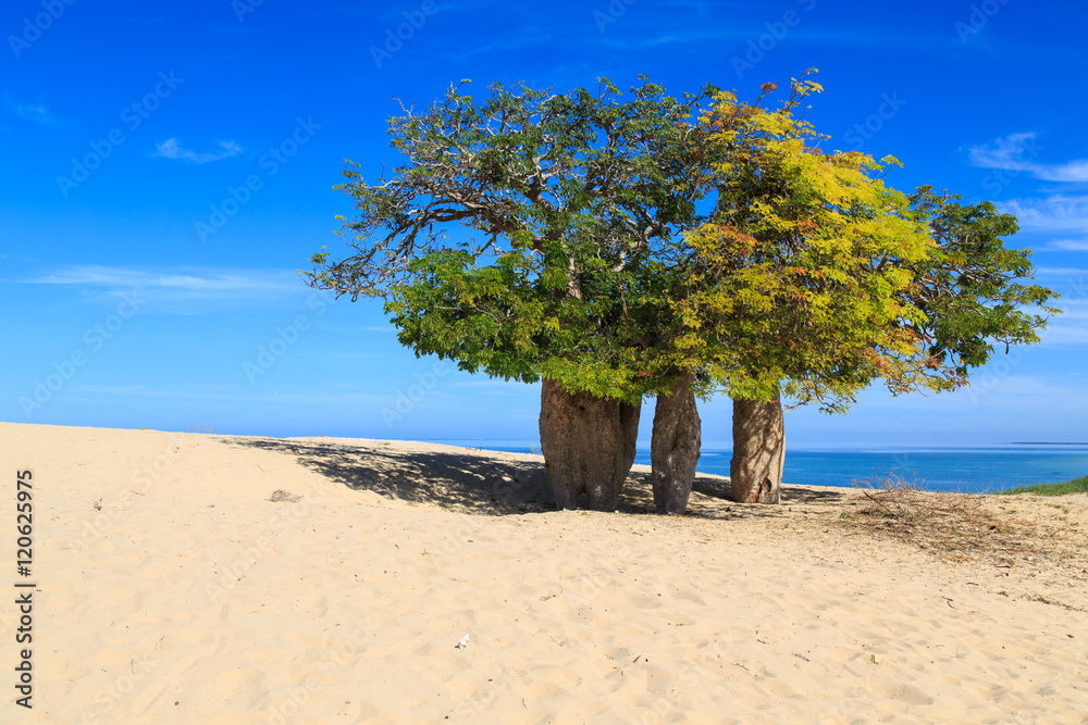 Baobab trees in an African landscape with the sea in the backgro Baobab trees in an African landscape with the sea in the backgro
