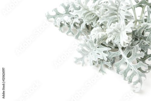 Foto Dusty Miller plant isolated on white background