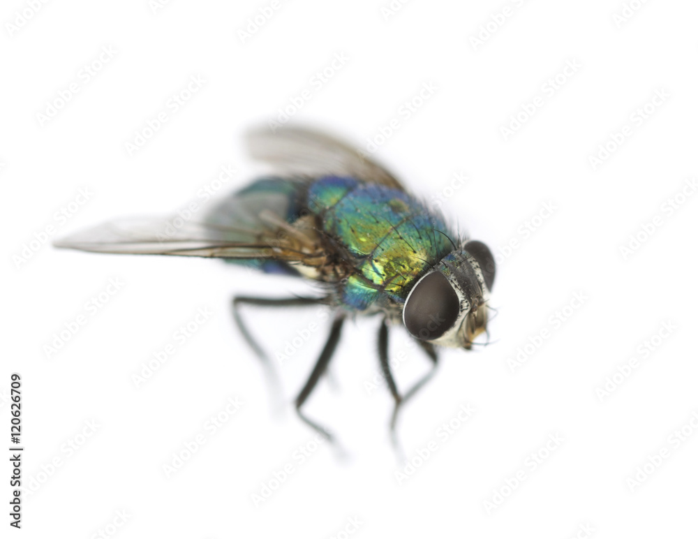 Green fly isolated on white background, macro shot Green fly isolated on white background, macro shot