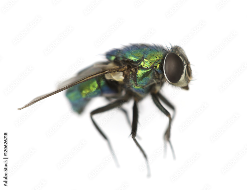 Green fly isolated on white background, macro shot Green fly isolated on white background, macro shot